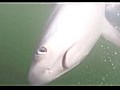 Asombrosas im genes del forcejeo de un tibur n y un pescador | BahVideo.com