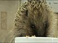 VIDEO Plea to save the hedgehog population | BahVideo.com