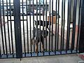rottweiler pitbull guard dogs perros  | BahVideo.com