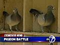 Community fight over a pigeon coop | BahVideo.com