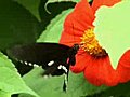 Er Butterfly | BahVideo.com