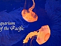 Aquarium of the Pacific | BahVideo.com