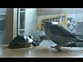 Jealous Bird Vs Turtle | BahVideo.com