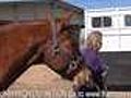 How To Load Your Horse Into a Trailer | BahVideo.com