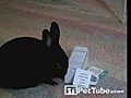 Magic Bunny Can Pick Your Card | BahVideo.com