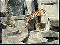 Tigre se fait attaquer par un oiseau | BahVideo.com