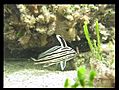 Bahia Honda - The Reef - Part Three | BahVideo.com