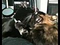 Cute Kitties Kissing | BahVideo.com