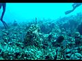 Swimming with sharks - Stuart Cove s Shark  | BahVideo.com