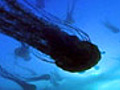 Jellyfish Invasion | BahVideo.com