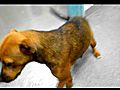 ID 52310 TU- Pregnant Dog | BahVideo.com