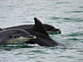 Dolphin encounter | BahVideo.com