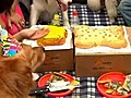 China opens first dog food bakery | BahVideo.com