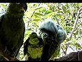 Amazon Parrots Mating | BahVideo.com