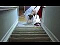 Dog With A Collar Vs Stairs | BahVideo.com