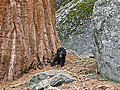 Sequoia National Park | BahVideo.com