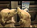 Our Dogs Kissing - Cute | BahVideo.com