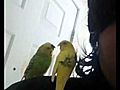 Yellow and greeny kissing | BahVideo.com