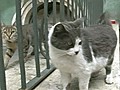 Museum Becomes Home for Cats | BahVideo.com