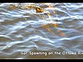 Gar on the Ottawa River | BahVideo.com