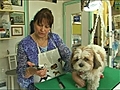 Couper les griffes du chien | BahVideo.com