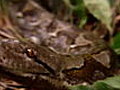Snake Bite | BahVideo.com