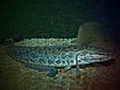 Snakehead Fish | BahVideo.com
