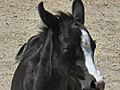 Elements Arabians horses | BahVideo.com
