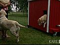Blind dog gets help from one of its own | BahVideo.com