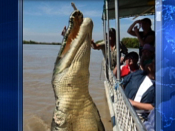 Giant crocodile caught on camera near tourist boat | BahVideo.com