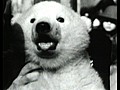 Classic Baby Polar Bear | BahVideo.com