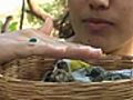 How To Feed a Baby Bird | BahVideo.com