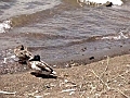 2011-07-12 山中湖の白鳥&amp;#12290; | BahVideo.com
