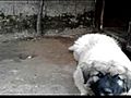 qent e sharrit | BahVideo.com