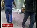 Kedi vs Rottweiler | BahVideo.com