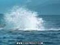 Plavu si ani nev m jak-ORCA | BahVideo.com