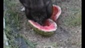 Potbelly in Watermelon Contest | BahVideo.com