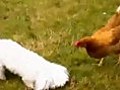 Cute Dog Attacks Chickens | BahVideo.com