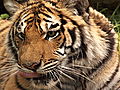 Animals Tips on Preventing Exotic Animal Attacks | BahVideo.com