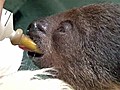 Baby sloth bottle-fed goat s milk by zookeepers | BahVideo.com