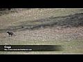  Gage Black Labrador Retriever | BahVideo.com