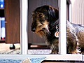 Auf den Hund gekommen  | BahVideo.com