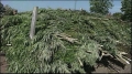 Police carry out massive marijuana bust in  | BahVideo.com