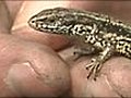 VIDEO Saving lizards on Upton heath | BahVideo.com