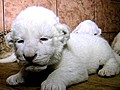 White Lion Cubs Born At Belgrade Zoo | BahVideo.com