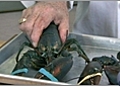 How To Boil Lobster | BahVideo.com