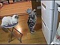 Cat Prays to the Fridge | BahVideo.com