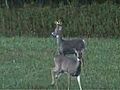 Youth deer hunt at Central Lake Mi  | BahVideo.com