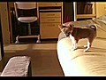 Courageous Puppy Fails Jump | BahVideo.com