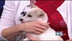 E Bay ASPCA Hosting Jack London Square Adoptathon | BahVideo.com